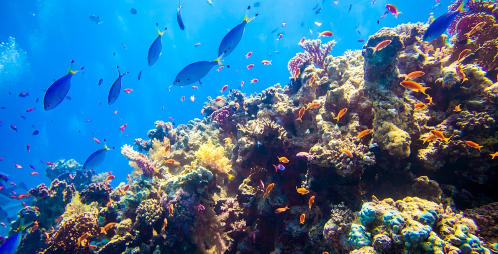 Coral Reefs - Reef Fish