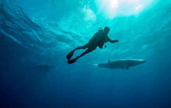 Whales swimming underwater - Dwarf Minke Whale