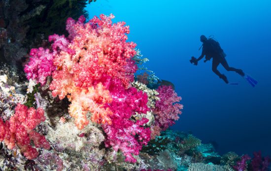 fiji scuba diving