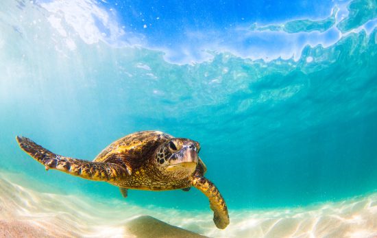 Hawaiian marine life includes the world’s rarest seal, green lionfish, and many types of coral that you can’t see anywhere else.