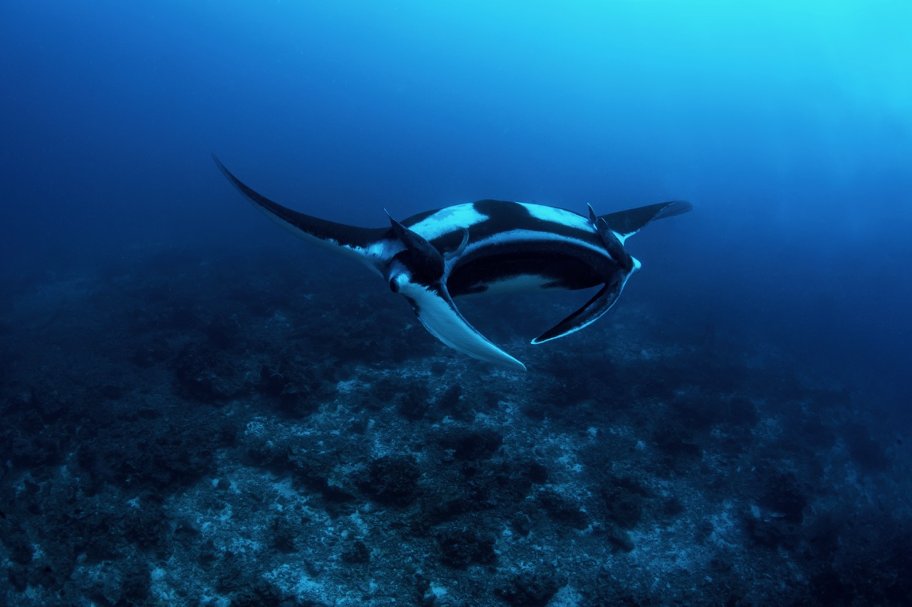 A manta ray in Koh Bon, Thailand A familiar underwater shape approaching the camera during a scuba dive in Koh Bon, Thailand