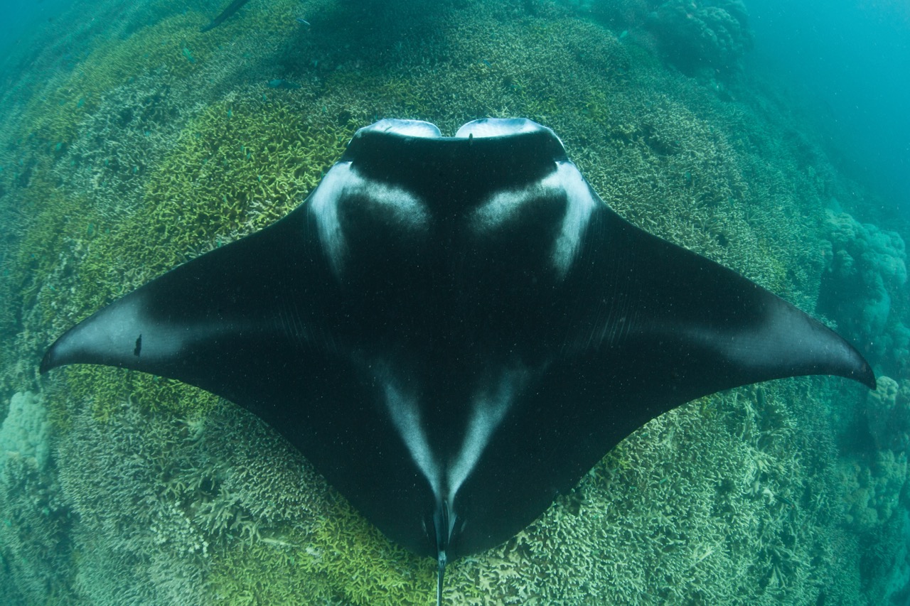 A manta ray in Yap, Micronesia A visit to a cleaning station at a reef in Yap, Micronesia, which helps mantas to remove parasites