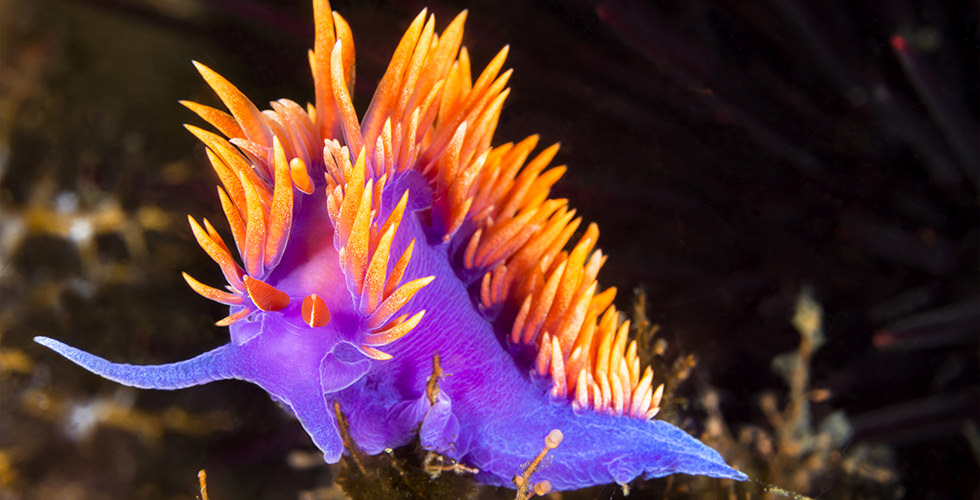 purple nudibranch fluorescent night dive
